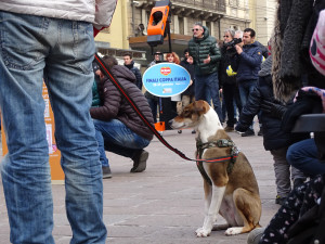 Lucky alla sparapalloni