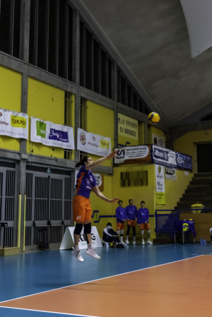 Gallo in battuta